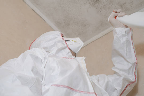 Best Fast Mold Removal  in Gluckstadt, MS