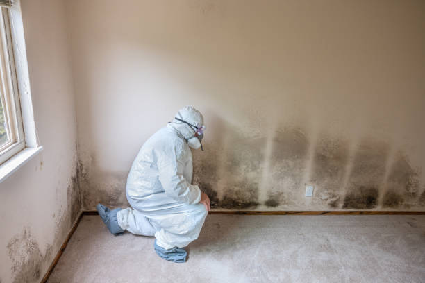 Best Mold Damage Repair  in Gluckstadt, MS