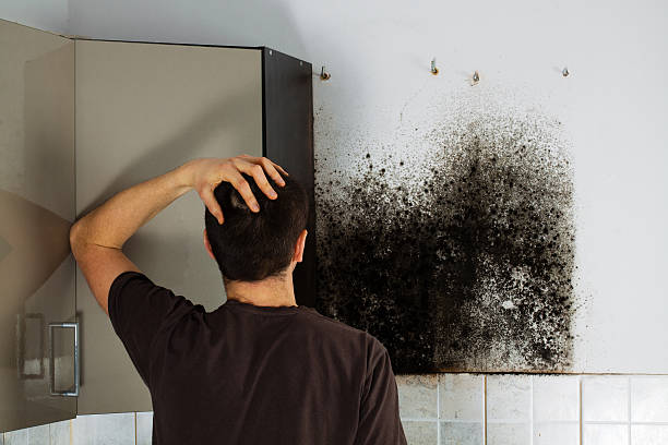 Best Mold Removal Specialists  in Gluckstadt, MS