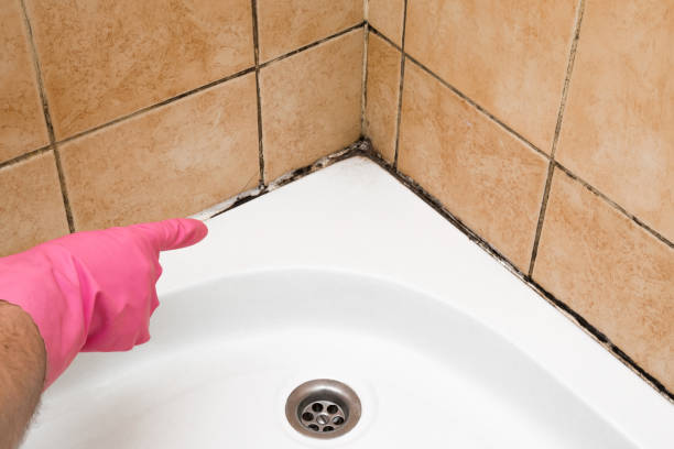 Best Crawl Space Mold Removal  in Gluckstadt, MS